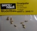 Einzelpoller, messing,  2.5 mm hoch, 10 Stück