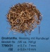 Drahtstifte, Messsing m. Rundkopf Ø 0,8 x 10 mm (ca. 100 g)