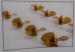 Scale-Schiffsschraube,messingfarbig, 3-Blatt, 65 mm,rechtsl.